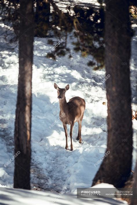 Winter Deer Photography