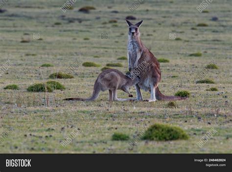 Macropus Giganteus - Image & Photo (Free Trial) | Bigstock