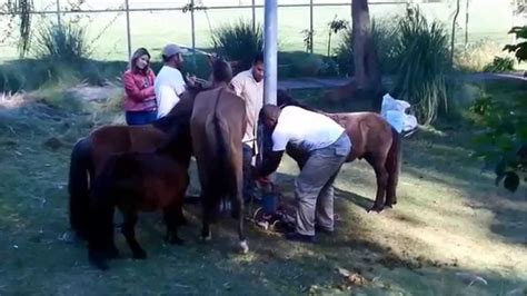 Cavalos Apreendidos Pela Prefeitura Em Guarulhos Sp Youtube