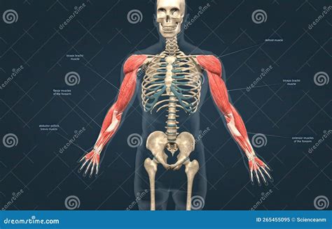 Male The Pectoralis Major Latissimus Dorsi Deltoid And Rotator Cuff