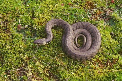 Grass Snake Grass Snake Braunton Burrows Site Of Special S Flickr