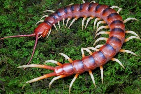 Scolopendra Gigantea Head