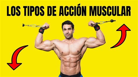 Los Tipos De Acci N Muscular Durante El Ejercicio Youtube