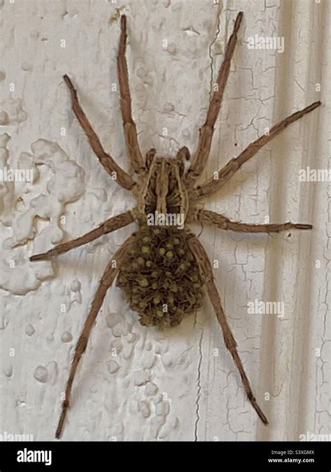 Wolf Spider babies clinging to mother’s back Stock Photo - Alamy