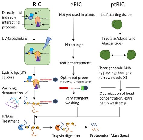 Ijms Free Full Text The Landscape Of Rna Protein Interactions In