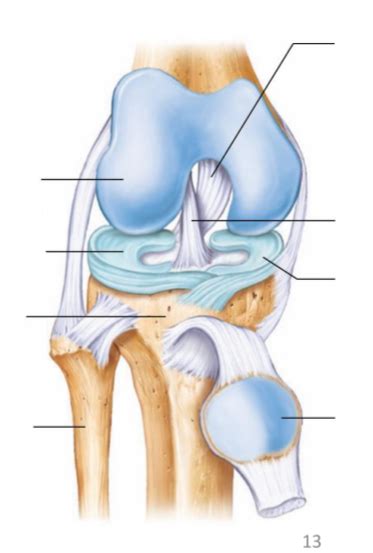 Knee Diagram Quizlet