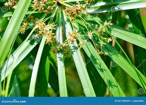 Cyperus Alternifolius L Cyperus Alternifolius Subsp Or Cyperus