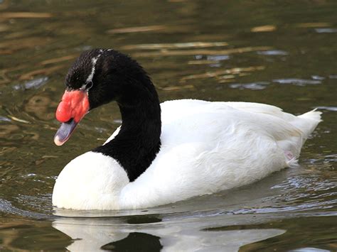 Black-necked Swan | Alexandria Zoo