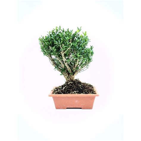 Buxus Harlandii Bonsai Plant Shopee Singapore