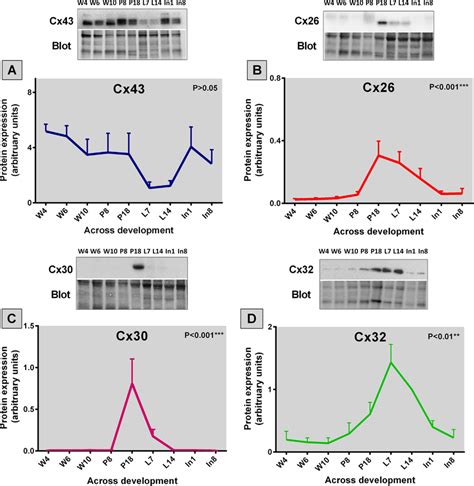 Cx43 Cx26 Cx30 And Cx32 Protein Levels Exhibit Stage Dependent