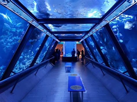 Cosa Fare A Cattolica Con I Bambini Visitare L Acquario Trottole In