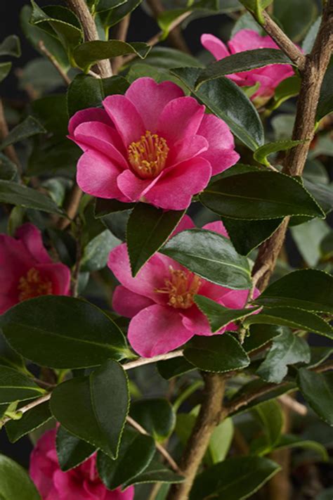 Kanjiro Camellia, Camellia sasanqua 'Kanjiro', Monrovia Plant