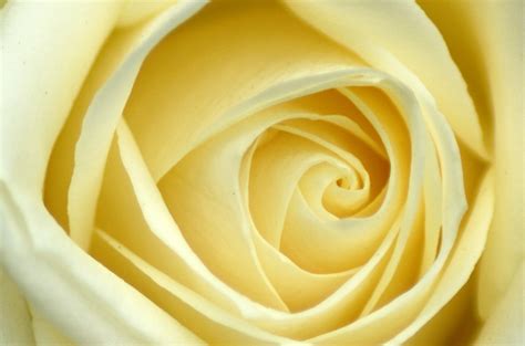 White Rose I White Roses Peanut Butter Rose