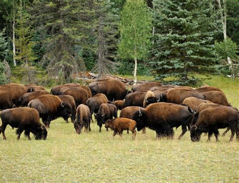 American Beefalo Association