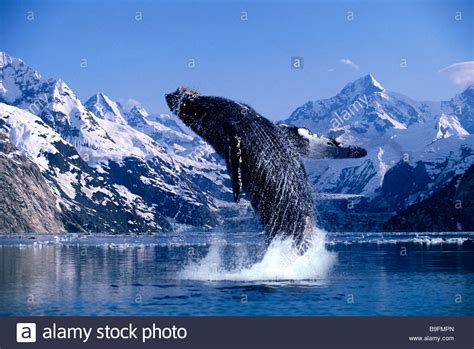 A Breaching Humpback Whale Glacier Bay Alaska Stock Photo 23087869 Alamy