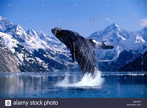 A Breaching Humpback Whale Glacier Bay Alaska Stock Photo Alamy