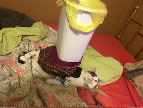 Pic Cats Cat Give Fuck Girlfriend 290174B My R CATS Favs