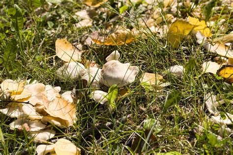 wild dangerous mushrooms 9703114 Stock Photo at Vecteezy