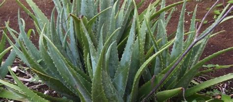 La S Bila Aloe Vera Asphodelaceae Mundoforestal