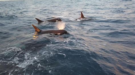 A New Orca Species May Have Been Spotted Off The Coast Of Chile