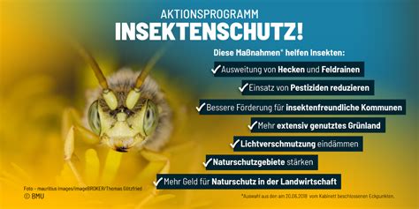 Infografiken Zum Insektenschutz Infografik BMUV