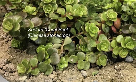 Sedum Coral Reef Debra Lee Baldwin