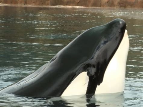 Seaworld Blackfish Killer Whale Tilikum Has Died