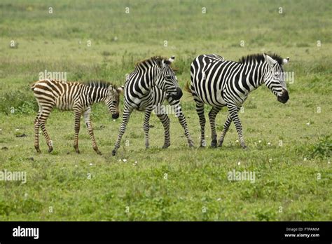 Female African Plains Zebra Foal Hi Res Stock Photography And Images