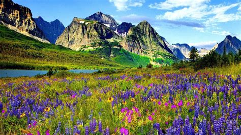 Mountain Flowers Wallpapers Top Free Mountain Flowers Backgrounds