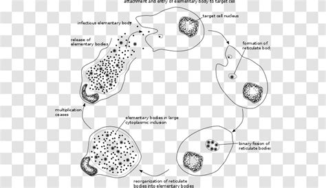 Chlamydophila Pneumoniae Chlamydiae Chlamydia Trachomatis Infection Psittaci Viral Life Cycle