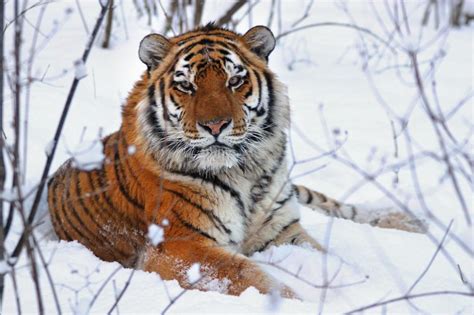 Siberian Tiger Vs Bengal Tiger