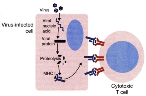 Lecture 12 Cytotoxic T Cell Flashcards Quizlet