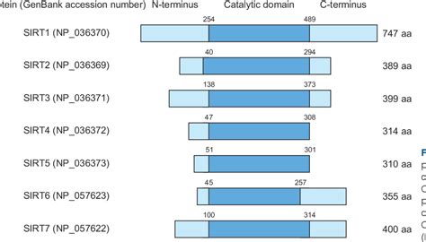 Figure From Role Of Post Translational Modification Of Silent Mating