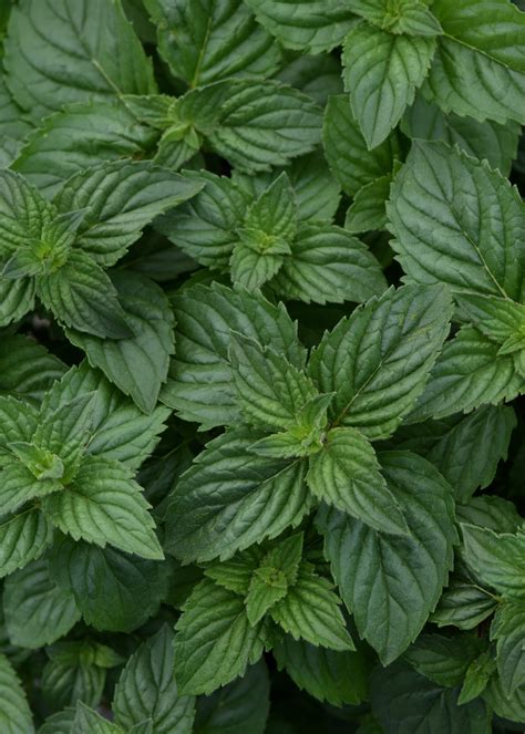 Peppermint (Piperita) – Lett'uce Garden