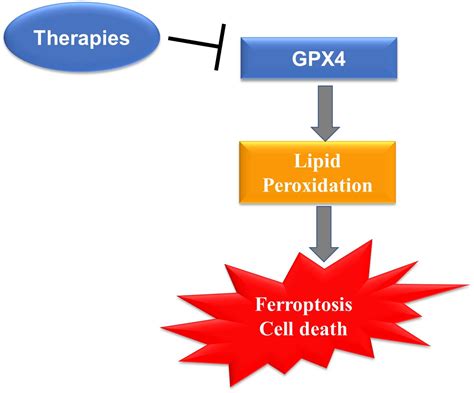 The Selenoprotein Glutathione Peroxidase From Molecular Mechanisms