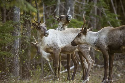 Mountain Caribou | Conservation Northwest