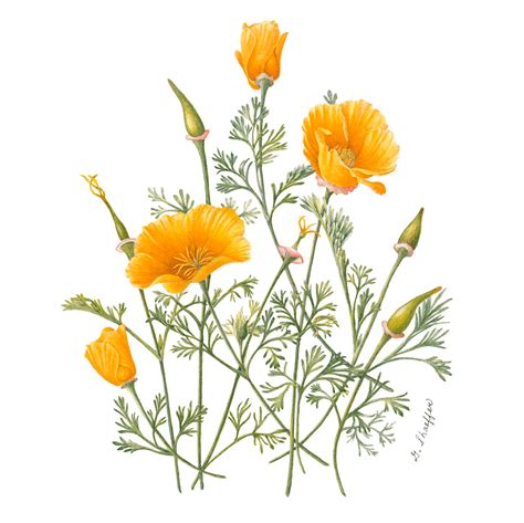 California Poppy 4x4 Web 12021200 California Poppy Drawing