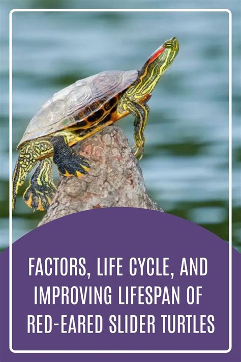 Red Eared Slider Turtles Lifespan Factors Life Cycle And Improving