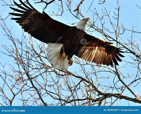 Guia Careca Americana Voando Alto No C U Imagem De Stock Imagem De