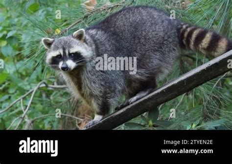 Raccoon Procyon Lotor And Trees In Background Also Known As The