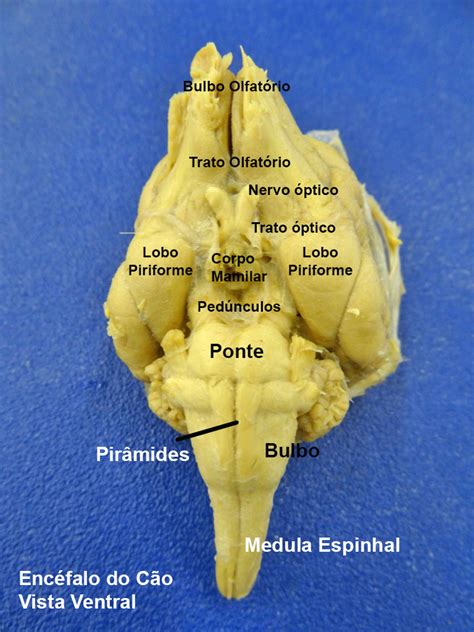 Encéfalo Cão Anatomia Dos Animais Domesticos