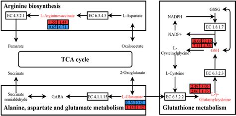 Metabolic Pathway Diagram For Screening Key Differential Metabolites Download Scientific