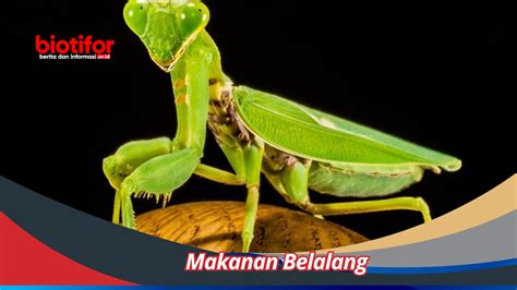 Makanan Belalang Menjelajahi Keajaiban Kuliner Belalang