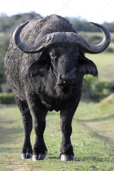 African Buffalo Stock Photo By ©fouroaks 3154551