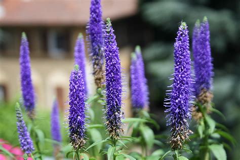 I Fiori Del Mio Terrazzo Veronica Maurizio Zanella Flickr