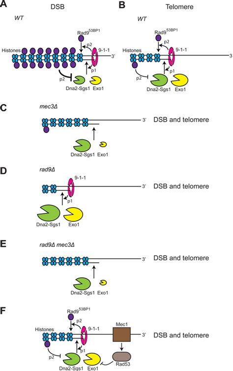 Control Of Resection At Dsbs And Telomeres Models For The Roles Of