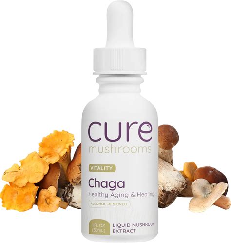 Chaga 101 Cure Mushrooms