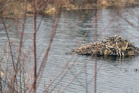 Me Boomer And The Vermilon River Canadian Beaver Of The Vermilon