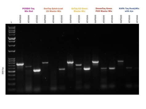 Pcrbio Taq Dna Polymerase Mixes Pcr Biosystems