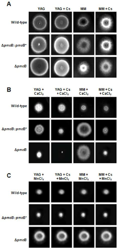 Growth Phenotypes Of The D Pmca Mutant Strain The A Fumigatus